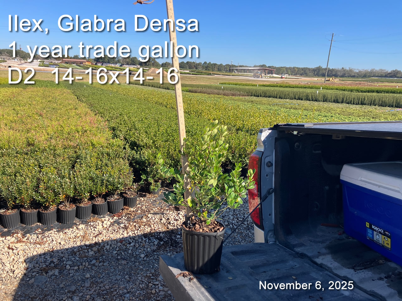 gallery/igd1yt d2 nov6.jpg